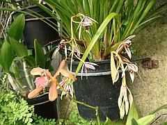 403 Longwood Gardens [2008 August 23]